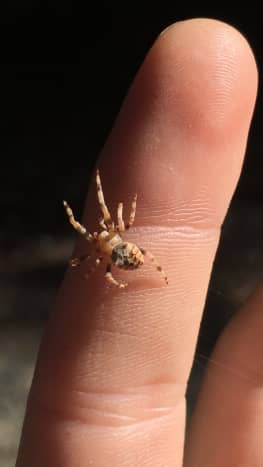 A Young Adult Female Cross Orb Weaver