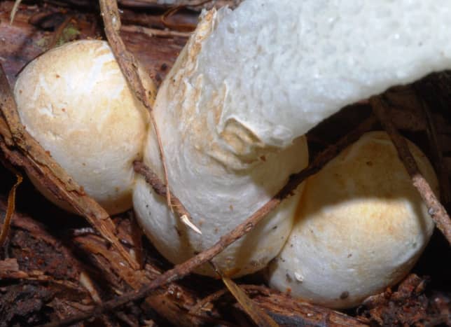 Here is a Yellow Stinkhorn sprouting from its suberumpent, or partially buried, eggs.  