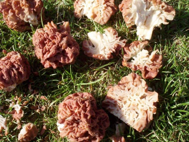 Gyromitra caroliniana or False Morel is a zombie lover's delight.  They look just like brains with their folds, creases, lobes, and air pockets.  