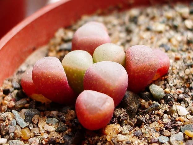 Baby's toes are native the the hot, sandy soils of Namibia and South Africa.  Often, only two inches of the plant peek through the soil.