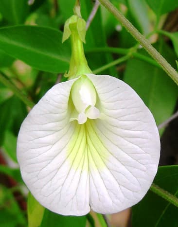 The Clitoria ternatea is more commonly known as the Butterfly Pea.  The flowering plant grows on a vine, is indigenous to Asia, and comes in white and bright blue varieties. 