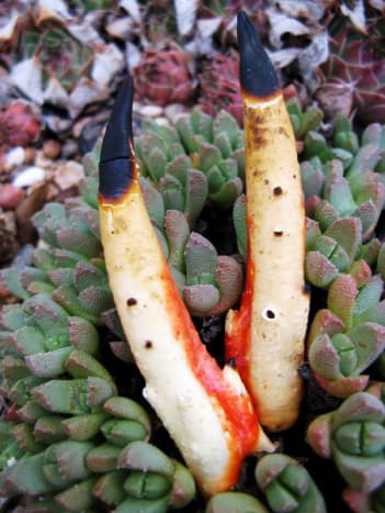 The Devil's Fingers fungus is also known as Octopus Stinkhorn.  It comes in both red and white varieties.  The fungus is indigenous to Australia and Tasmania.