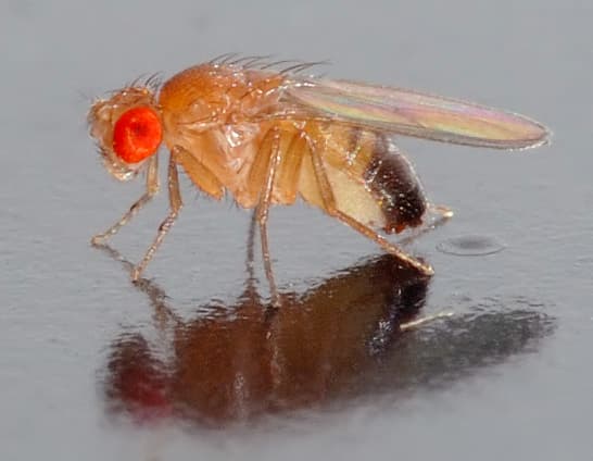 A small male Drosophila melanogaster fly