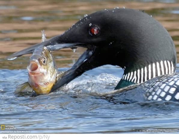 Duck eating fish