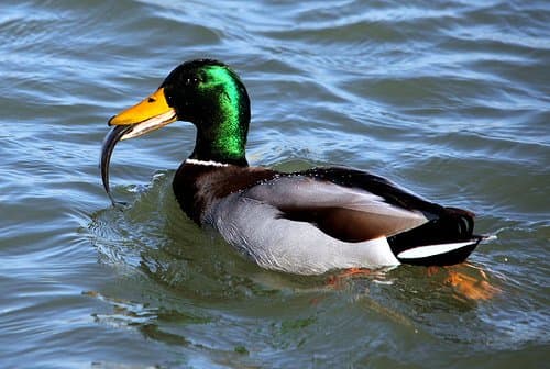 feeder fish for ducks