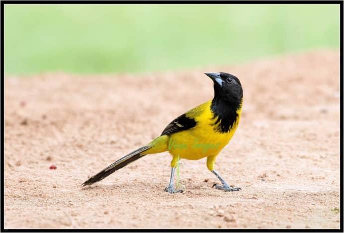 The Audubon's oriole (is one of the favored hosts of the nest-parasitic bronzed cowbird; more than half of all oriole nests in Texas have cowbird eggs in them.