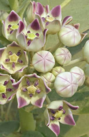 The gorgeous flowers of Calotropis procera never fail to attract botanists and nature-lovers. (September 14, 2018, Jeddah, KSA)