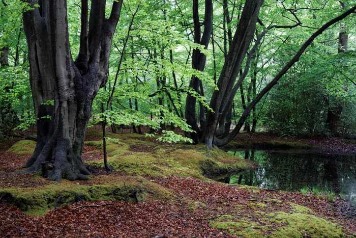 Epping Forest is an example of a natural ecosystem.