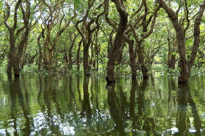 Mangrove Forest is an example of a natural ecosystem.