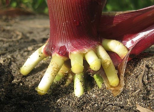 Prop roots of maize grow from the lower portion of the stem and prop up the tall plant.