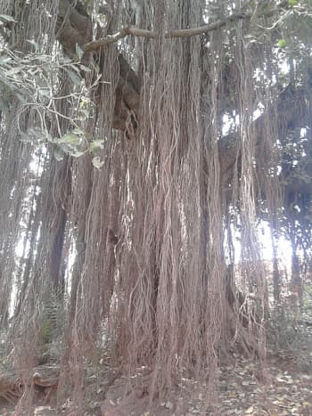 Not all roots are underground; some plants have aerial roots.