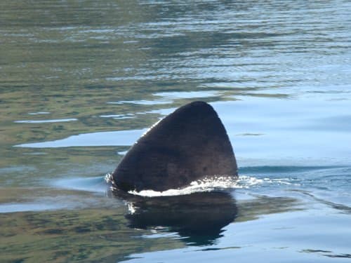 Dorsal fin of the basking shark
