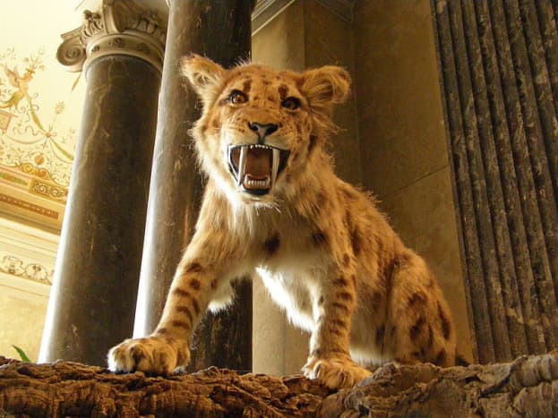 Megantereon was Africa's largest big cat and the ancestor of the legendary Smilodon that later terrorised the Americas. 