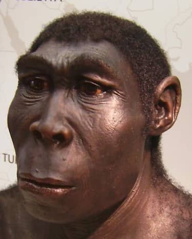 Homo erectus was the first hominid that actually looked human. They were first to make sophisticated stone tools, use fire and were also the first to leave Africa, colonising large areas of Eurasia successfully.