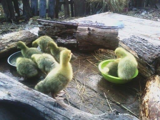 Outside play time for baby goslings should be supervised and controlled, even if you just use pieces of firewood to make a pen for them.