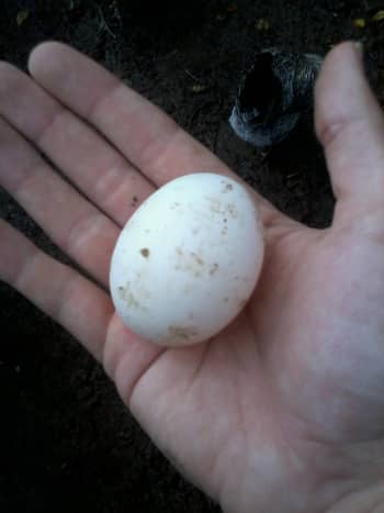 White Leghorn egg.