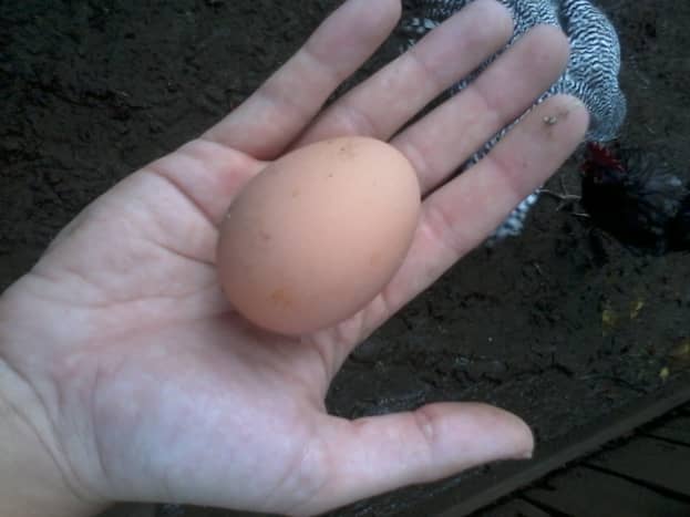 Rhode Island Red egg.