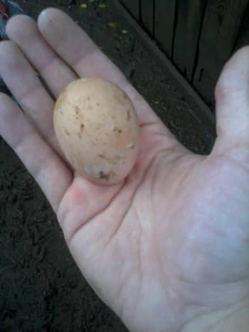 Barred Rock egg