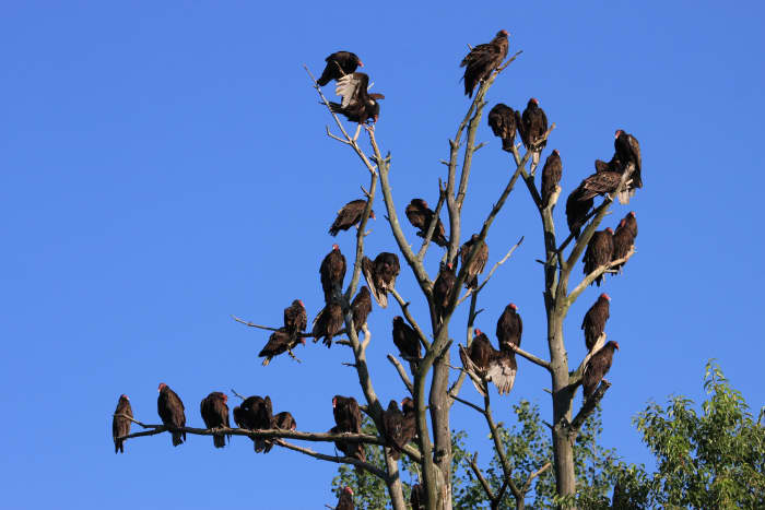 A Large Group of Turkey Vultures Roosting