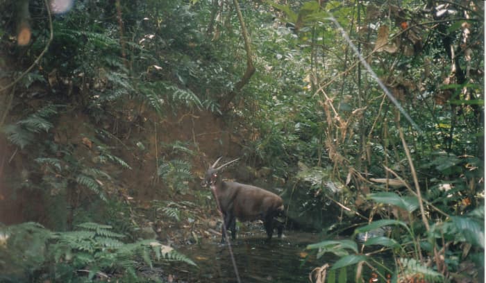 Wild saola camera-trapped in Bolikhamxay Province, central Laos in 1999. &Acirc;&copy; William Robichaud.