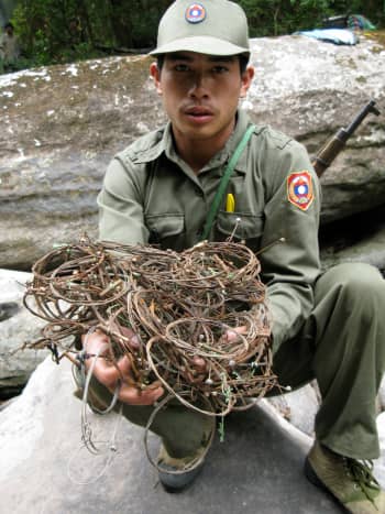 Patrol team with wire snares collected in saola habitat, Central Laos (Nakai-Nam Theun National Protected Area), 2009. &copy; William Robichaud