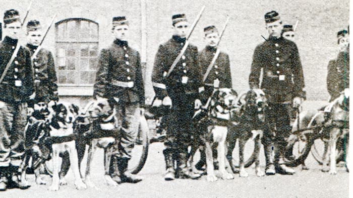 Belgians used dogs to drag their guns.