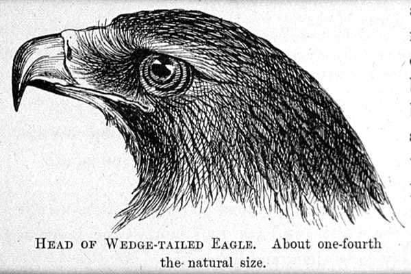 An 1880 Illustration of the Head of a Wedge-Tailed Eagle