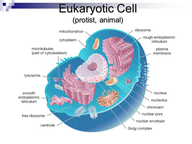 This diagram shows what a typical eukaryotic animal cells looks like. 