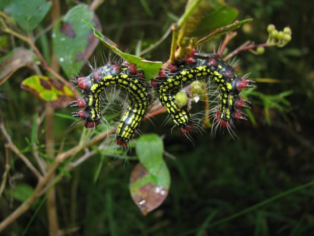Azalea Caterpillar (Datana major)