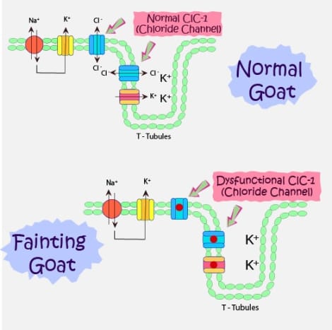 A mutation in the gene encoding for chloride channel of the skeletal muscle in goats is the genetic defect responsible for causing the muscles to stay stiff for a while.