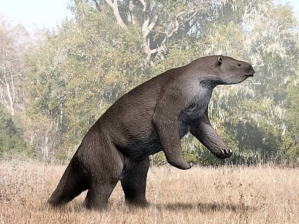 Megatherium americanum was a giant sloth that lived in  South America during the Pleistocene