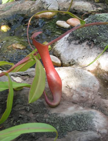 carnivorous-plants