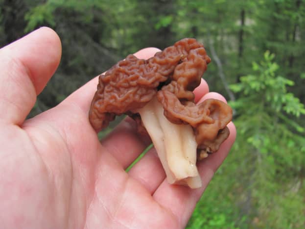 Gyromitra esculenta (the beefsteak mushroom)&mdash;a false morel that lacks the honeycomb appearance of a true morel.