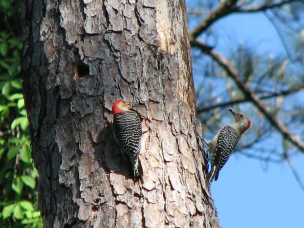 Male and female red-bellied near the nesting cavity.