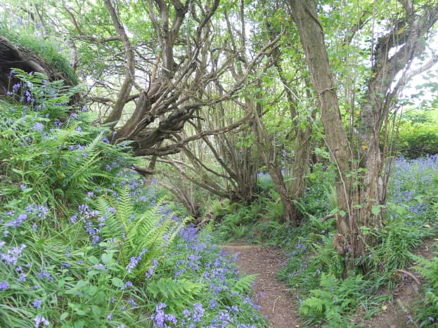 Pictured here are some bluebell woods in Dorset. 