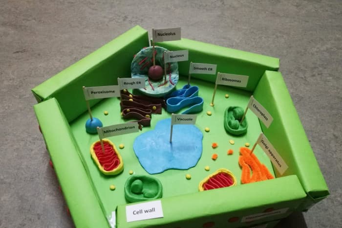 Get creative and build a beautiful plant cell model!