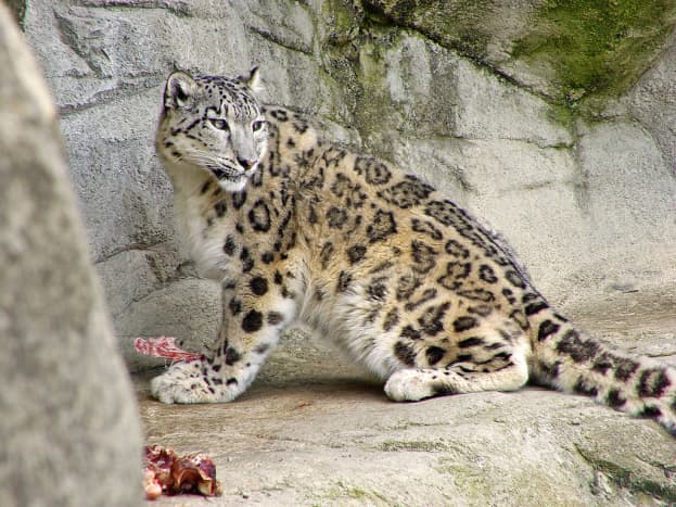 Snow leopard of the zoo of Zurich eating some meat.