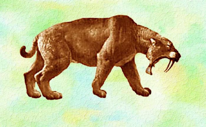 An extremely muscular cat &ndash;&nbsp;a Smilodon, or Saber-Toothed Cat