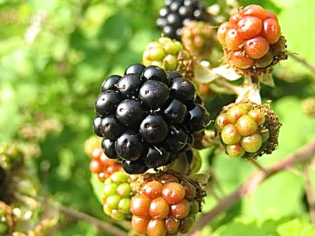 A ripe blackberry surrounded by unripe ones