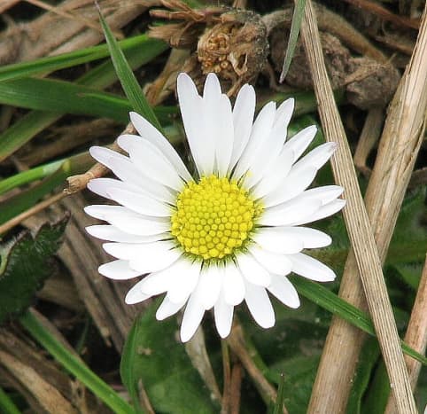 A close-up view of a daisy