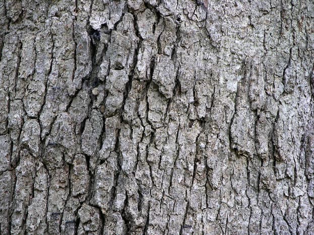 Eastern White Oak Bark