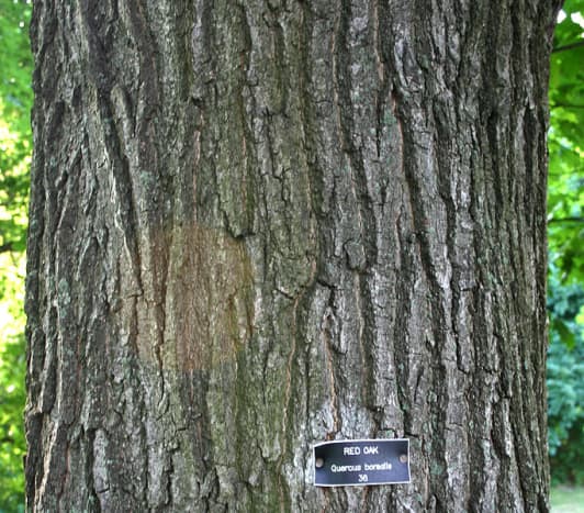Northern Red Oak Bark