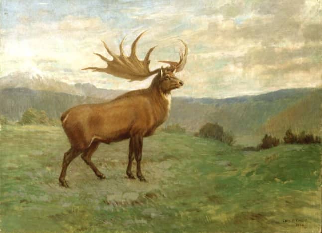 A drawing of the giant deer by Charles R. Knight.
