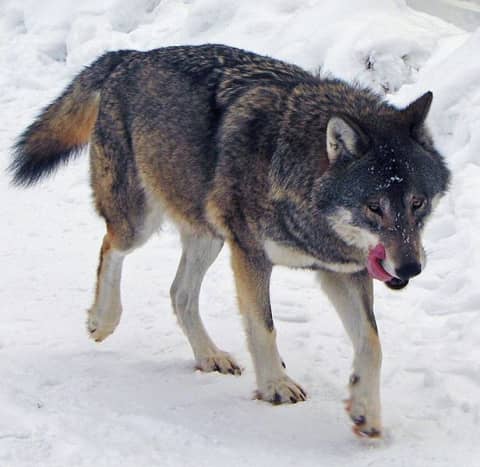 The familiar- the grey wolf has been present in Europe for at least 600,000 years.