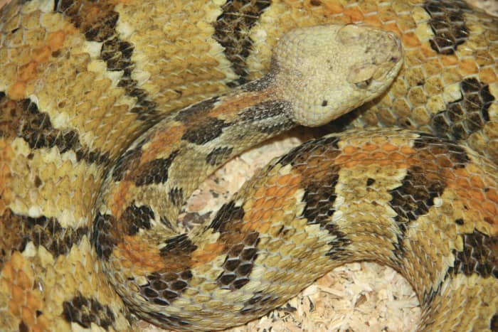 3a. The Timber Rattlesnake (Crotalus horrid us), found in southern third of the state.
