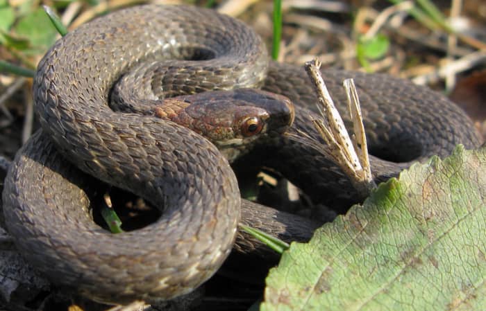 7. Northern Redbelly Snake (Storeria occipitomaculata occipitomaculata) found in the northern third of the state.