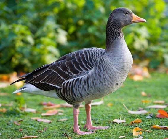 The wild greylag goose has a much paler plumage than other grey geese and possesses a much heavier orange bill.