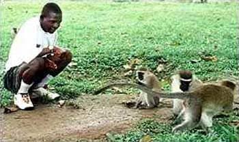 Despite the fact that John Ssebunya has been successfully brought back into the human fold, he retains a strong affinity with monkeys.