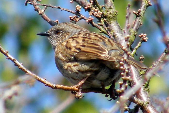 This dunnock was photographed in March on the Isle of Wight. By this time, its very odd mating season has been underway for over a month. 