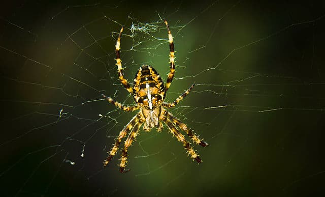 European garden spider (Araneus diadematus).